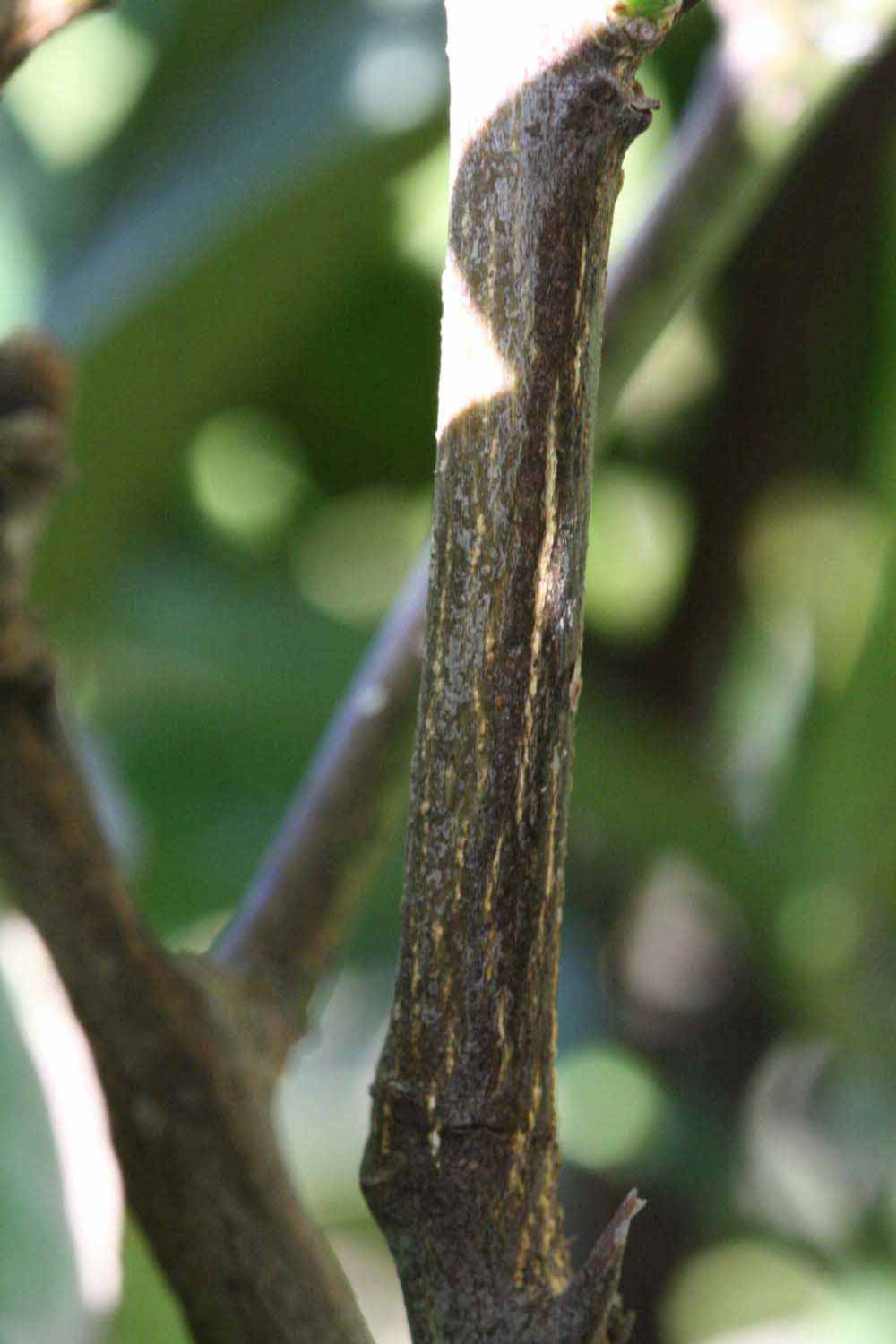              Second - third year twig (Riverside, CA)       